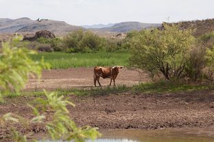 A longhorn stops at a water source on the 311,000-acre Big Bend State Park Ranch in the Chihuahuan Desert of West Texas. Texas Parks and Wildlife Department has recently sold off about two-thirds of the herd to build a smaller pasture to display the remaining animals.