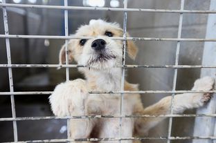 Over the last decade, the animal shelter in Eagle Pass most often performed euthanasia with carbon monoxide - a practice now outlawed.