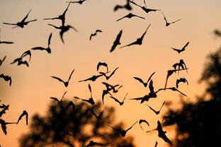 Bracken Cave, just north of the burgeoning San Antonio metropolitan area, has been home to the largest colony of bats in the world for thousands of years. But the keepers of the preserve that holds the cave say a developer's attempt to build 3,800 homes next to the cave threatens the bats' very livelihood.