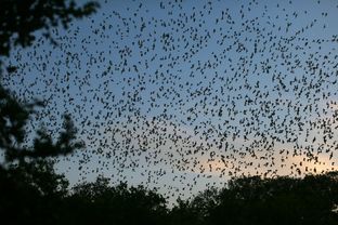 Bracken Cave, just north of the burgeoning San Antonio metropolitan area, has been home to the largest colony of bats in the world for thousands of years. But the keepers of the preserve that holds the cave say a developer's attempt to build 3,800 homes next to the cave threatens the bats' very livelihood.