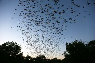 Bracken Cave, just north of the burgeoning San Antonio metropolitan area, has been home to the largest colony of bats in the world for thousands of years. But the keepers of the preserve that holds the cave say a developer's attempt to build 3,800 homes next to the cave threatens the bats' very livelihood.