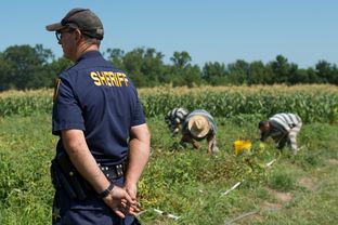 A sheriff's deputy keeps watch while inmates from the Smith County Jail tend a garden in Tyler on July 12, 2013.