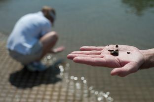 Christopher J. Churchill, a biologist for the U.S. Department of the Interior and U.S. Geological Survey, displays several zebra mussels found along the shoreline of Lake Ray Roberts, near Sanger, Texas, Jul. 18, 2013.