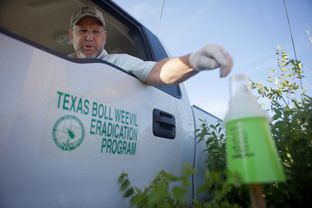 Field Unit Manager Stephen Daniel of the Texas Boll Weevil Eradication Program checks a boll weevil trap located adjacent to a cotton field in Mustang Ridge, Texas, Aug. 14, 2013. Daniel uses a TBWEP pickup truck as a mobile office where he weekly checks dozens of traps for the pest insect outside of Austin.