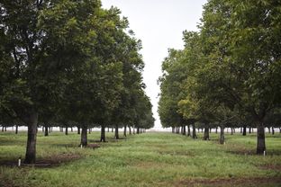Glenn and JoLynn Bragg invested in growing pecans in Hondo, Texas, before groundwater pumping regulations existed there. A recent landmark court decision found that the regulations resulted in a violation of their property rights.