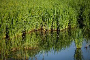 In a case before the Texas Supreme Court, representatives from a Liberty County rice farm say that water from an injection well has "trespassed" in the aquifer beneath its property.