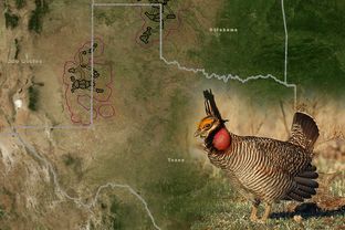 The lesser prairie chicken roams in the circled areas above, according to research by state environmental officials and scientists.