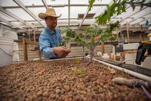 Gerald Cole, owner of Organicare Farms in Taylor, checks his kale plants. The vegetables are grown using aquaponics, a system in which waste matter from fish in tanks is broken down and used as nutrients for the plants.