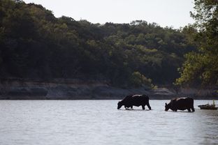 The Brazos River as it flows past Glen Rose on Aug. 2, 2013. Drought conditions have led to a significant decrease in water levels in the river. Use of the river by cattle farmers along its route is another factor leading to a decrease in water quality and shore erosion is.
