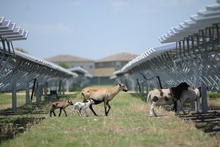 Sheep wander between rows of solar panels at at a 4.4-megawatt solar farm in northeast San Antonio. OCI Solar Power, the farm's operator, uses the sheep – and their voracious appetites – to maintain shrubbery on the 45-acre site.