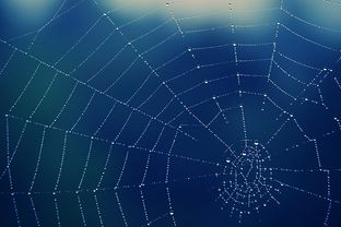 The federal government on Wednesday said a spider found in the Austin area is not eligible for endangered species protection.