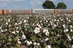 Farmers in the community of Mumford worry that if Union Pacific Railroad acquires the rest of the land it needs to build a new rail yard in the area, the familiar landscape of cotton fields off of FM 50 in the fertile Brazos River Valley will change forever.