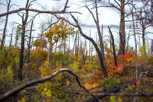 The Lost Pines Forest in Bastrop State Park, which was devastated by a fire in 2011.