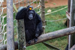 In November, the National Institutes of Health announced it would no longer support biomedical research on chimpanzees, which means the nearly 160 federally-owned chimps in Texas will be retired to sanctuaries.