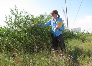 Texas A&M University scientist Anna Armitage looks at a mangrove shrub on Pelican Island along the Texas coast.