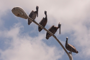 Twenty brown pelicans now call Texas home after getting "oiled" in the BP spill off Louisiana's coast