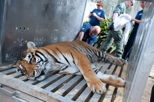 The Humane Society of the United States is working with the Mississippi Department of Wildlife, Fisheries and Parks, Carolina Tiger Rescue, Wildlife Rescue & Rehabilitation and Born Free USA Primate Sanctuary to rescue 11 exotic animals from the Collins Zoo.
