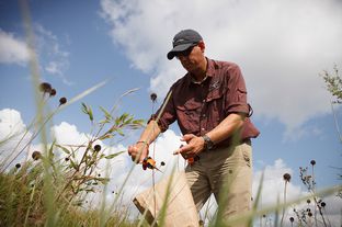 Jaime Gonzalez, community education director of the Katy Prairie Conservancy, cut some blossoms off roughcone flowers Aug. 6 at a prairie in Deer Creek.