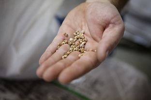 George Cates, a manager at Native American Seed's seed cleaning plant in Junction, shows a handful of Bluebonnet seeds.