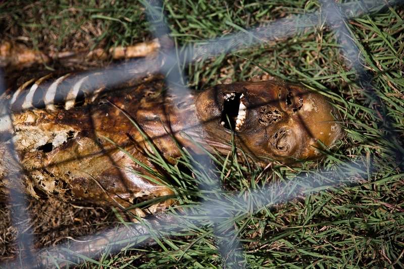 Slideshow: Scenes From Texas State's Body Farm | The Texas ...