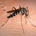 Congressional inaction on funding to combat the Zika virus&nbsp;will put Americans at greater risk&nbsp;during the height of the mosquito season this summer, top medical officials say, now that members of Congress have begun a seven-week summer break.