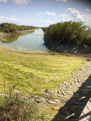 Dead fish pile up along one of the canals that make up the Donna Reservoir and Canal System — a Superfund site in the Rio Grande Valley. The fish in the reservoir have been found to be contaminated, but the reservoir remains a popular fishing spot among locals.