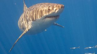 A law banning the trade of shark fins goes into effect in Texas on Friday.