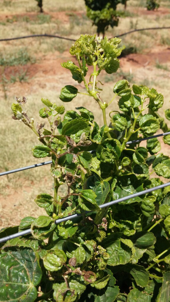 Herbicide-resistant tumbleweed invades High Plains - Texas Farm Bureau