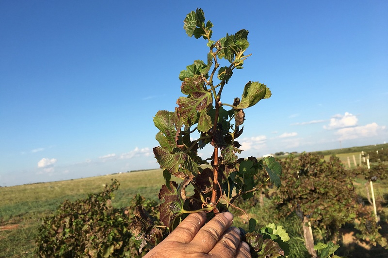 In his vineyard, Bobby Cox uses hand-for-scale to show how long his grape leaves should actually be. Chemical damage from herbicide drift causes leaves to shrivel and suffer from strapping, interrupting the grape productivity.