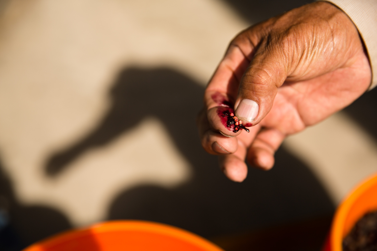 The Nature Conservancy has been working for years to restore the threatened sabal palm forest. Staffers recover sabal palm and other seeds from coyote scat and germinate them in an on-site nursery.