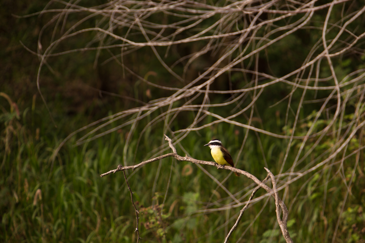 A kiskadee at Resaca de la Palma State Park and World Birding Center near Brownsville. Two major migratory bird paths converge in the area, and several tropical bird species there can’t be found anywhere else in the United States.