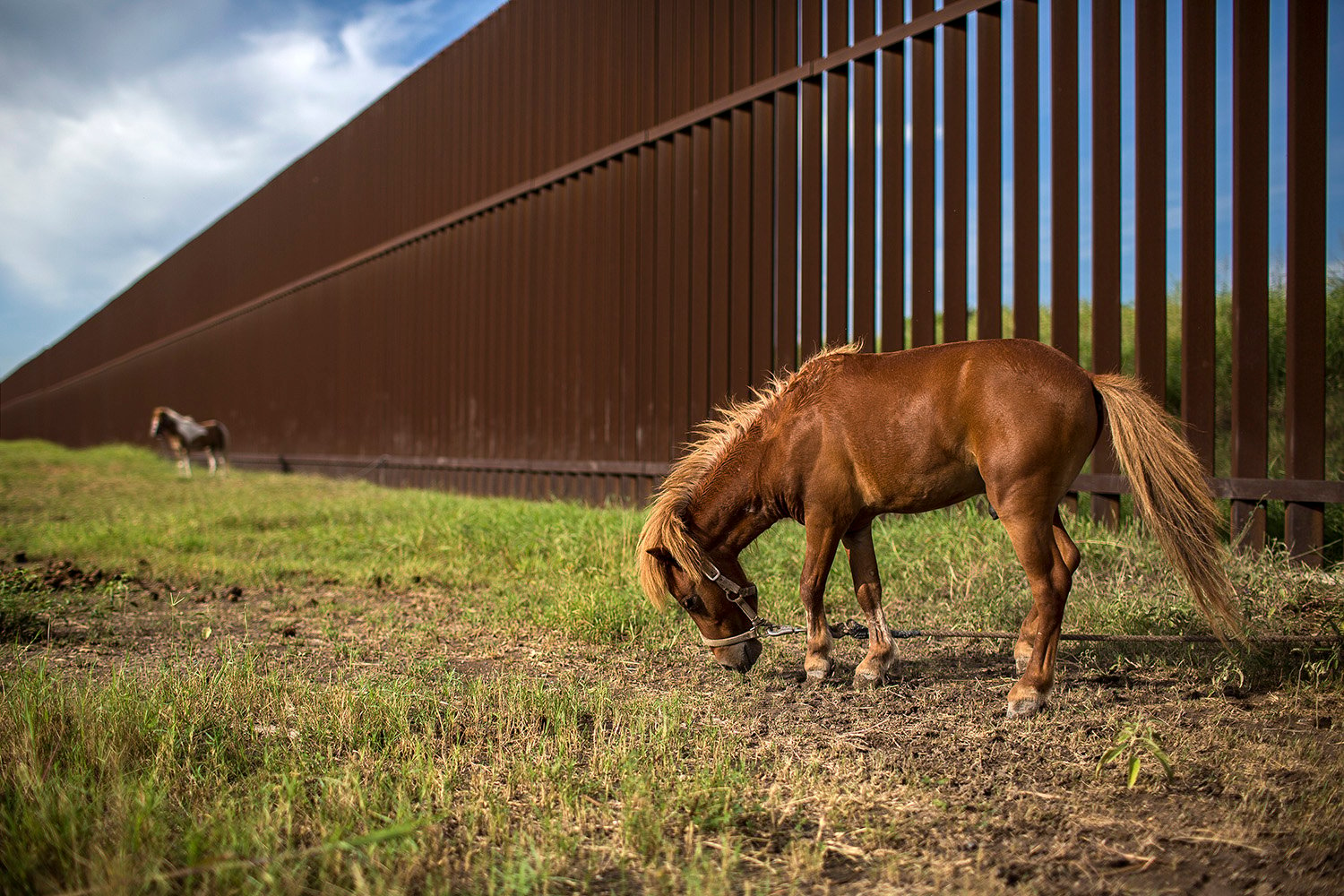 Ponies graze next to the border fence in Cameron County, Texas. The federal government seized residents’ property across the Rio Grande Valley to build the fence a decade ago.
