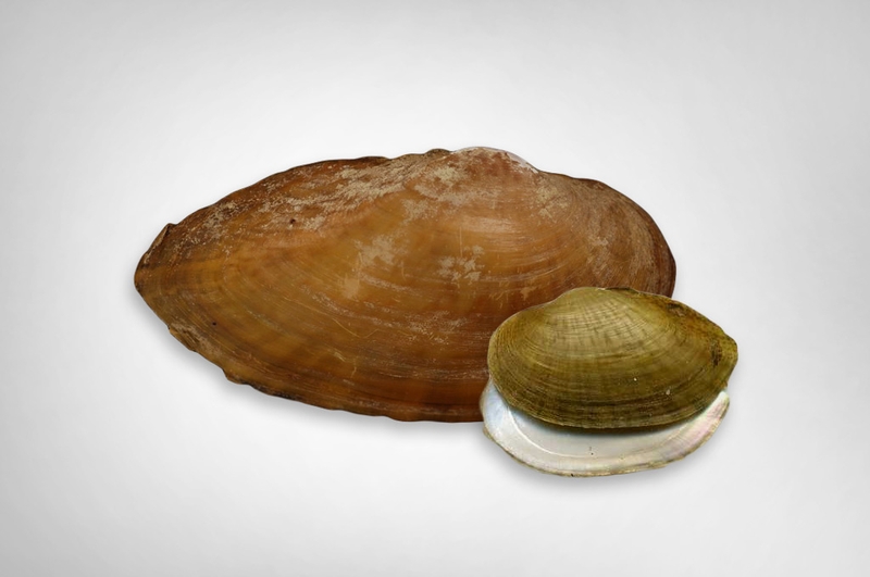 Texas Fawnsfoot, a potentially endangered mussel