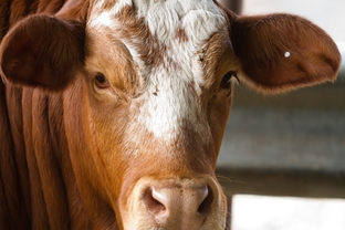 The U.S. Department of Agriculture is abandoning the use of hot-iron branding and moving towards the use of ear tags for the identification of cattle.
